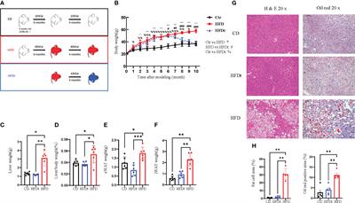 Dietary intervention reprograms bone marrow cellular signaling in obese mice